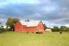 Barn-Red-Beef-Cattle-3529