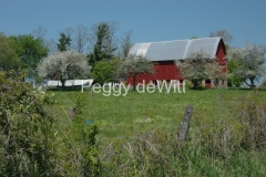 Barn-Red-Cooper-Spring-1146