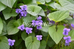 Flowers-Violets-Purple-3728