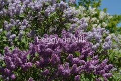 Lilacs-Many-Colours-3288