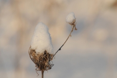 Flower-Queen-Anns-Lace-Snow-3706