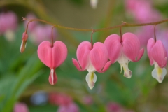 Flowers-Bleeding-Heart-3708