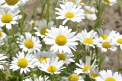 Flowers-Daisy-Field-3709