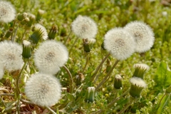 Flowers-Dandelions-Seeding-3710