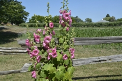 Flowers-Hollyhocks-Fence-3714