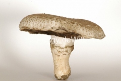Mushroom-2270
