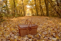 Sandbanks-Basket-Fall-3778