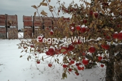 Apple-Cider-Winter-2-1127