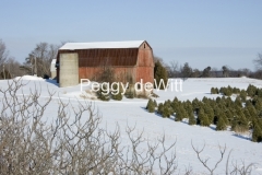 Barn-Christmas-Trees-Winter-970