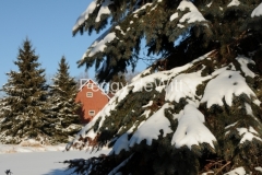 Barn-West-Lake-Fir-Trees-Winter-2116