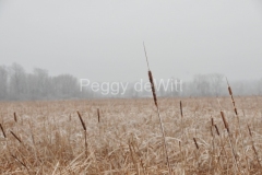 Big-Island-Reeds-Winter-2921