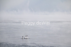 Cressy-Shore-Swans-Misty-Winter-3181