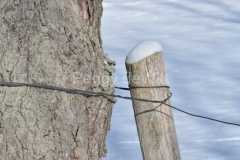 Fence-Post-Winter-2974