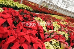 Flowers-Poinsettia-Garden-Centre-1-2255