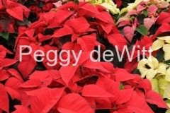 Flowers-Poinsettia-Garden-Centre-v-2257