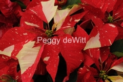 Flowers-Poinsettia-Red-White-2263