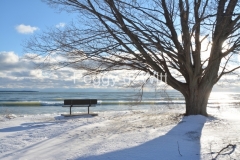 Sandbanks-Outlet-Bench-Tree-View-Winter-3342