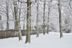 Sandbanks-Trees-Fence-Winter-3382