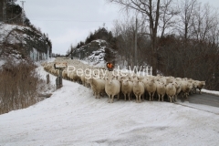 Sheep-Rockcut-3407