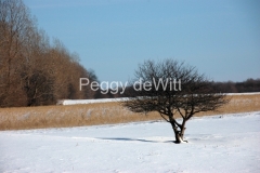 Tree-Winter-736