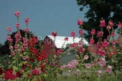 Flowers-Hollyhocks-Barn-1266