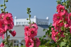 Flowers-Hollyhocks-Red-Winery-3220