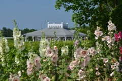 Flowers-Hollyhocks-Winery-3223